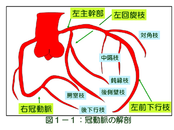 冠動脈の解剖
